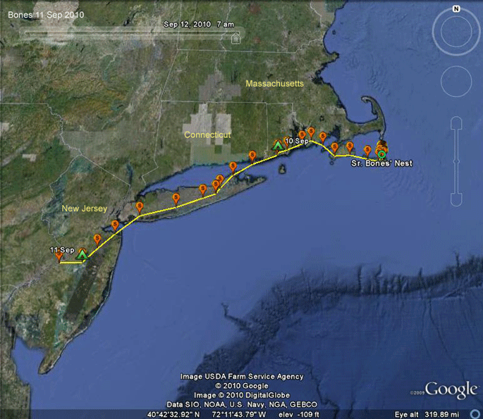 osprey migration route